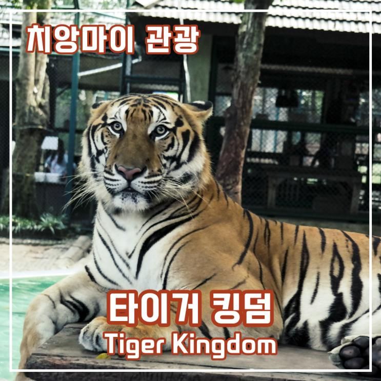 태국 북부 치앙마이 여행지 추천 - 타이거 킹덤(Tiger kingdom)