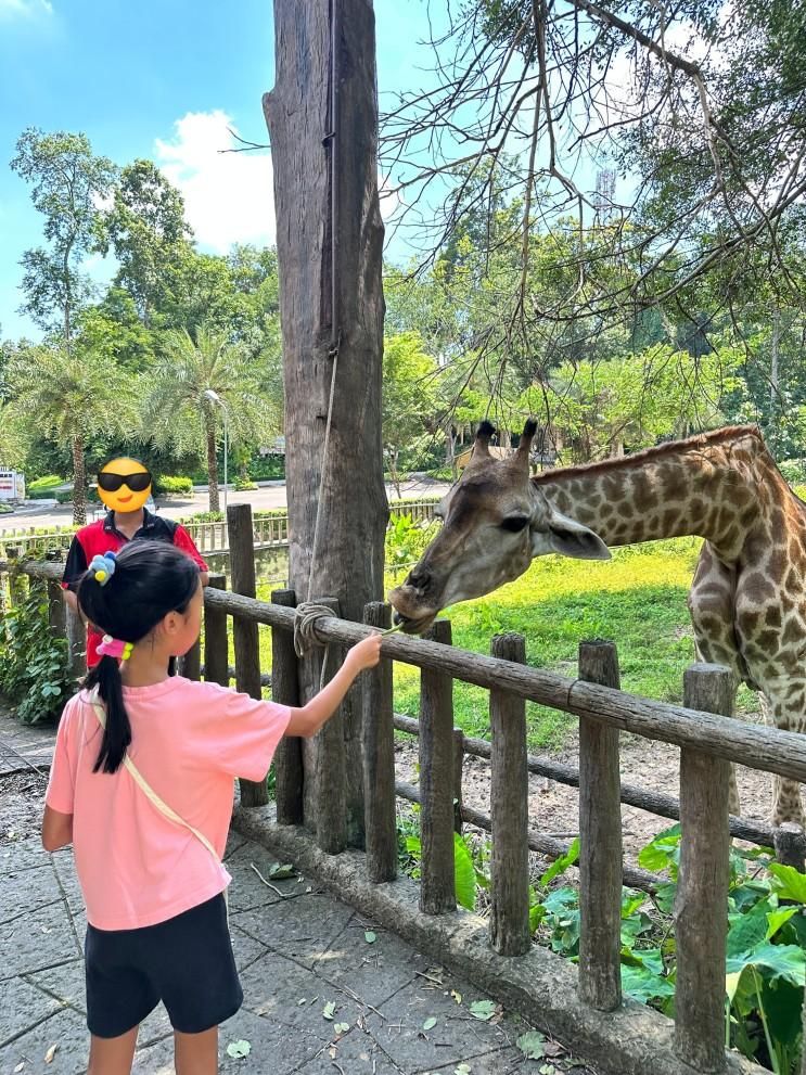 [치앙마이 동물원] 아이들과 꼭 가봐야 할 치앙마이 여행지!...
