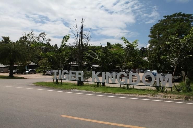 치앙마이 호랑이 공원-  타이거킹덤/ Chiang mai Tiger...