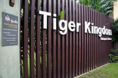 [치앙마이] Tiger Kingdom/타이거 킹덤