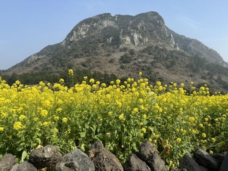 가볼만한곳 산방산 유채꽃, 산방산 랜드, 송악산 둘레길 승마체험