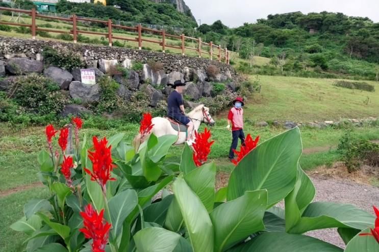 제주도승마체험 이색적이야 산방산승마체험(스토리하우스)