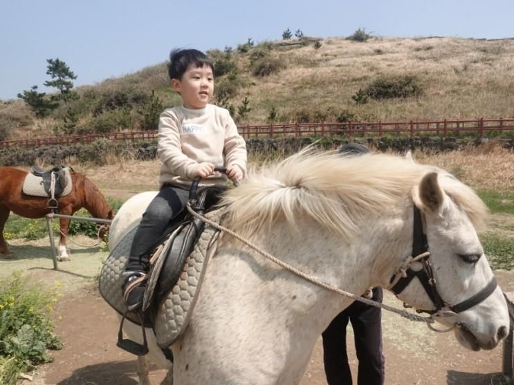 제주도 승마체험 :: 산방산 말타기 / 제주도 말타기...