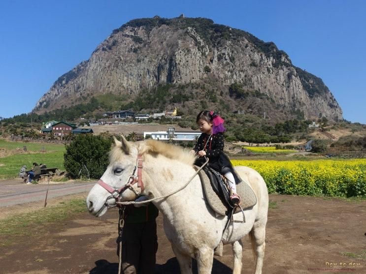 [제주도] 3월 제주 명소! 산방산 유채꽃 과 승마체험