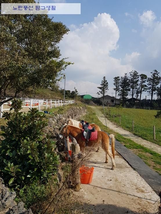 제주도 2박3일 여행코스 2편, 제주 조랑말승마체험과 산방산...