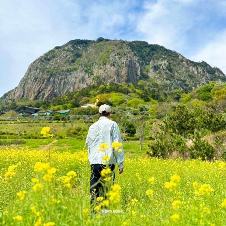 제주도 산방산 유채꽃 명소 주차 4월 유채꽃밭 추천