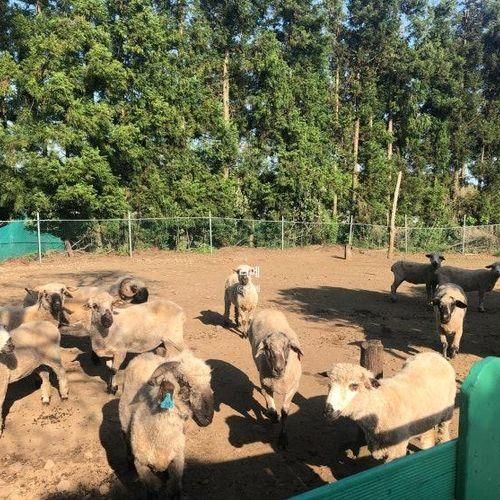 제주 아이와 가볼만한곳 파더스가든 수국현황 양떼목장 동물...