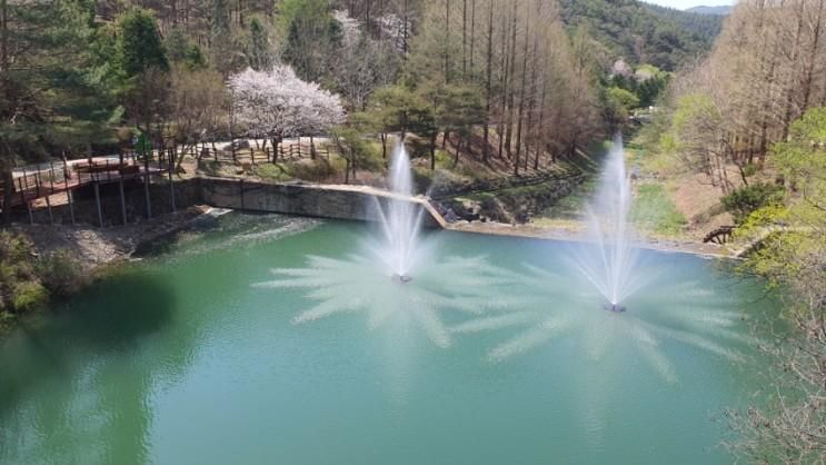 미동산 수목원, 미원천 봄나들이! 4월 13일 벚꽃 실시간 현황