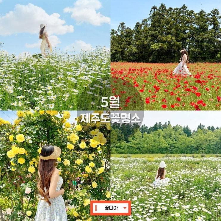 북촌에가면 장미, 항파두리 항몽유적지 양귀비, 카페글렌코...