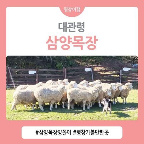 평창 가볼 만한 곳 대관령 삼양목장