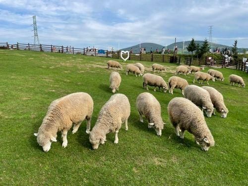 평창 가볼만한 곳 : 대관령 삼양목장