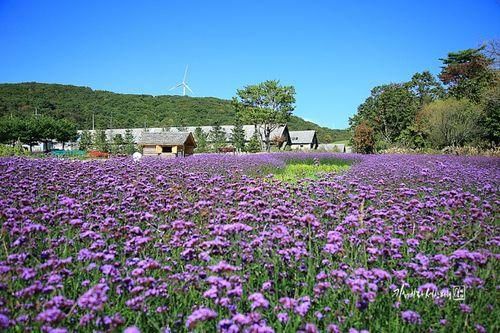 강원도 가볼만한곳 대관령 삼양목장 양떼목장 푸른 초원