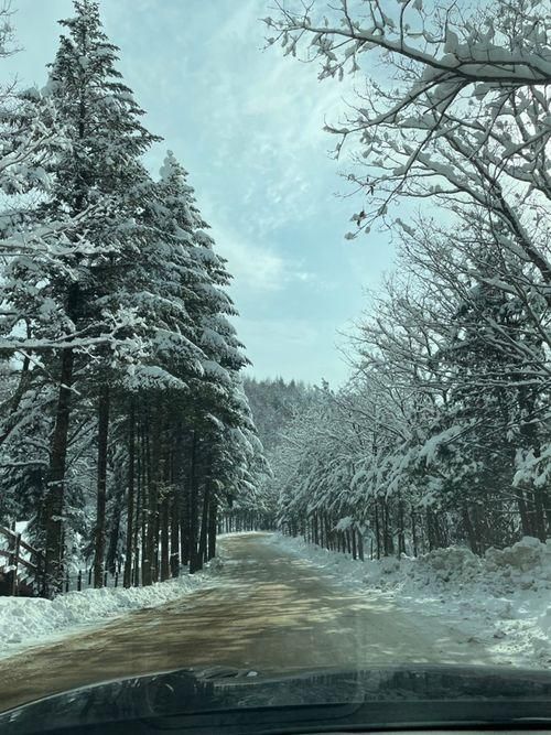 후륜바리가 겨울나는법 [대관령 삼양목장/진태원/태기산]