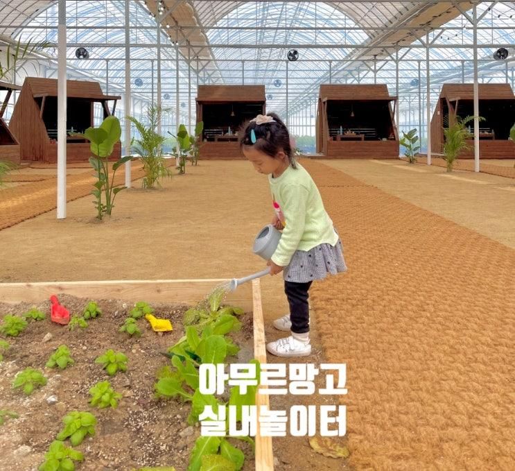 포항 아무르망고 체험농장 내돈내산 솔직후기