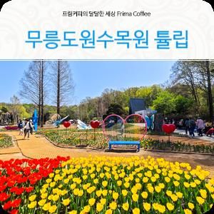 부천 튤립 축제 구경가는 무릉도원수목원