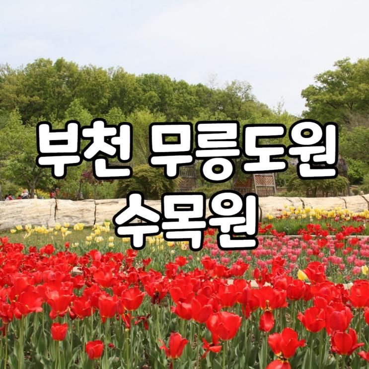 부천 무릉도원 수목원 4월 꽃 튤립 / 등나무 가볼만한곳
