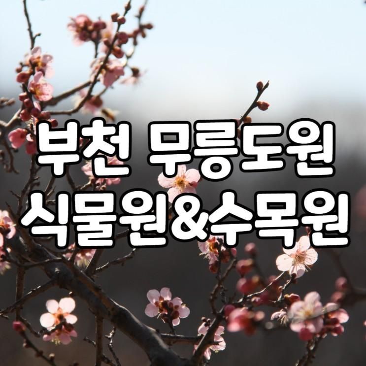 3월 부천 무릉도원 식물원, 수목원 봄꽃 은...