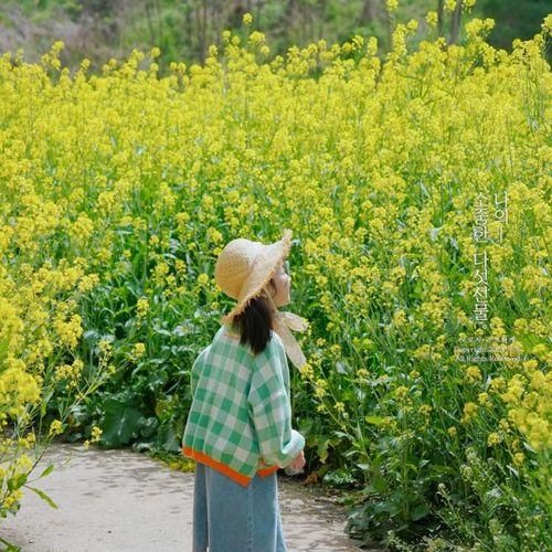 대구 유채꽃밭 요즘은 여기가 유채꽃 명소 대명천 달서천...