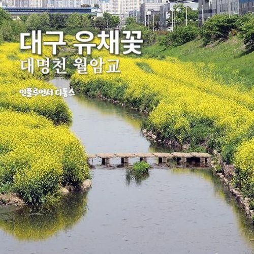 대구 유채꽃 명소 하중도 아닌 대명천 월암교