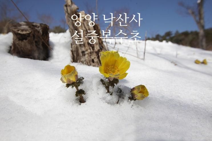 설중복수초 (2016.3.10) 양양 낙산사에서