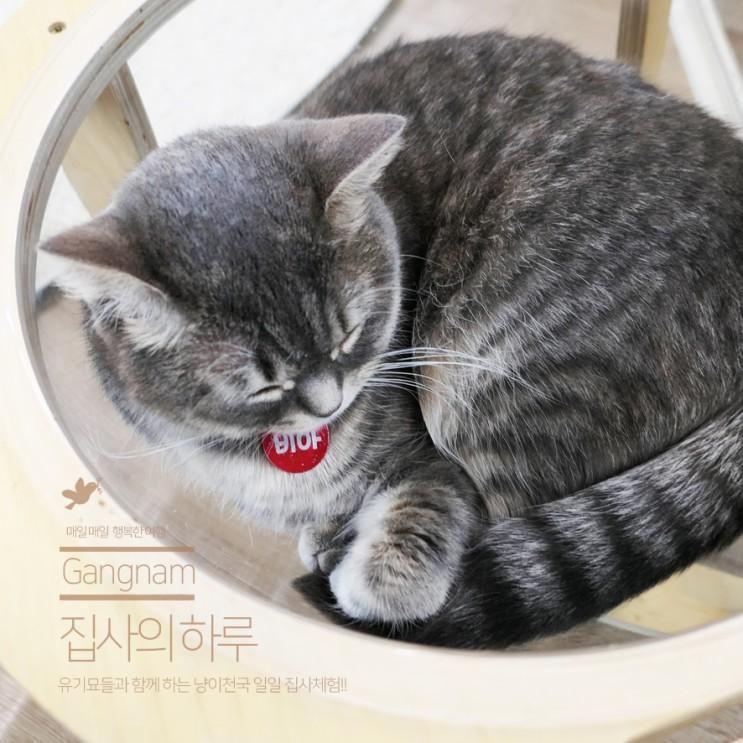 강남역 고양이 카페 유기묘 카페 집사의 하루 강남점!