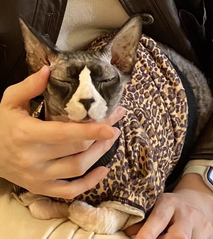 유기묘 서울 고양이 카페 집사의하루 강남점 후기