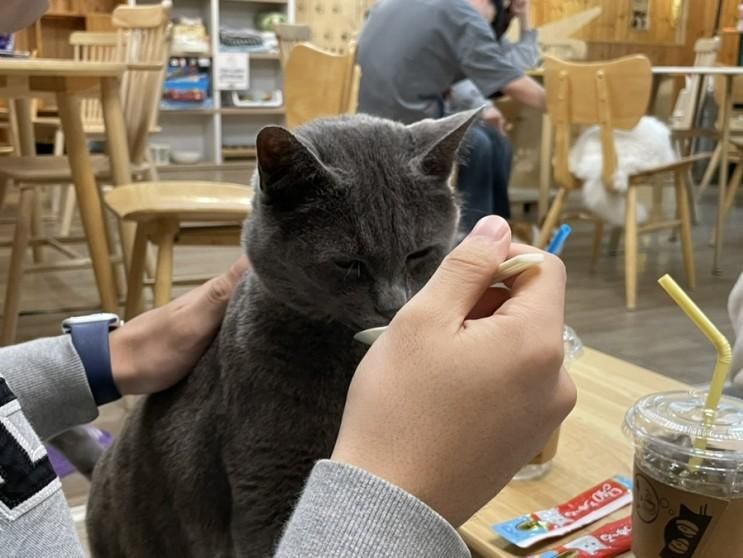 [강남역 고양이 카페] 서울 유기묘 카페 집사의하루 강남점