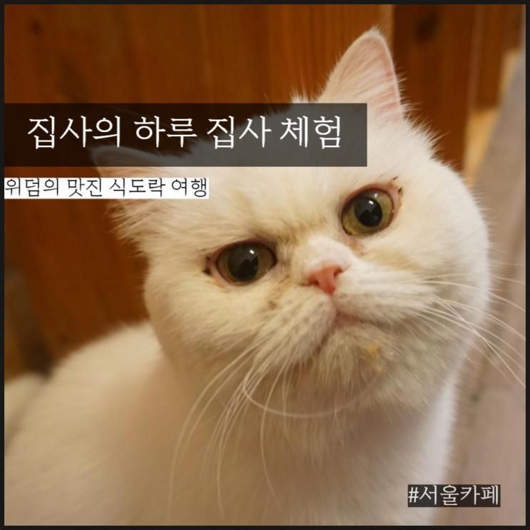 집사의하루 강남점 강남역 고양이 카페에서 재미있는 시간을!...