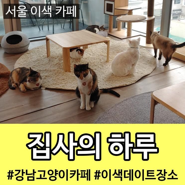 서울 강남역 고양이카페 <집사의 하루 - 강남점> 이색 데이트 카페