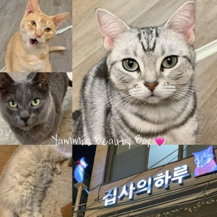 강남역 고양이 카페 집사의하루 에서 보낸 평온한 시간