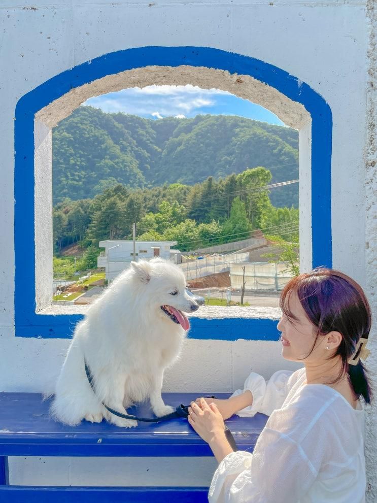 가평 애견동반 펜션 온수풀 반려견 동반 숙소 라스블랑카스