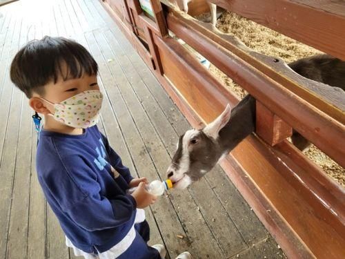 경기도 아이와 가볼 만한 곳, 화성 할아버지 동물농장 먹이주기...