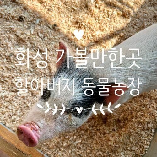 함께 가볼 만한 '할아버지 동물농장' 그리고 카페 '엘까미노'