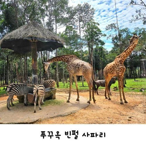 푸꾸옥 빈펄사파리 트램 투어 시간 입장권 아이와 가볼만한곳