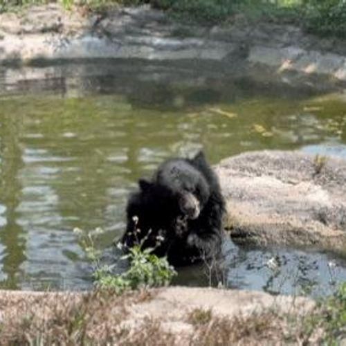 [푸꾸옥/사파리] 빈펄 푸꾸옥 사파리 셔틀 정보