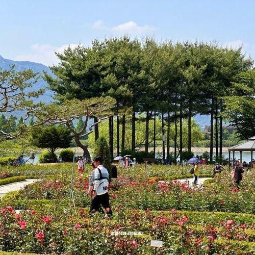 과천 서울대공원 주차장 테마가든 장미원 축제 정보