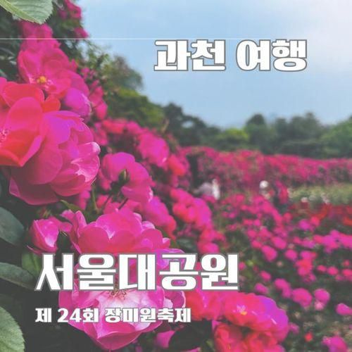 과천 장미 명소 서울대공원 장미원 축제 주차 입장료 실시간...