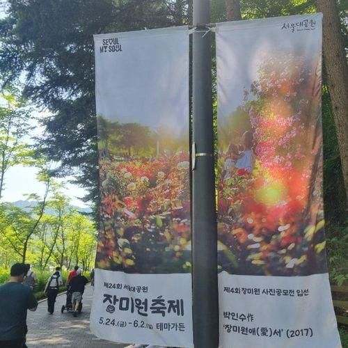 [경기/과천] 서울대공원 장미원 축제(장미개화상태/주차...