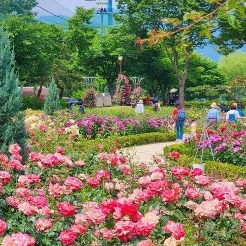 과천 서울대공원 장미원 테마가든 동물원 리프트 코끼리열차...