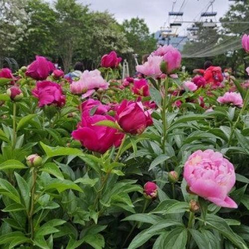 [경기][과천] 39개월 아기랑 서울대공원 장미원 & 테마가든...