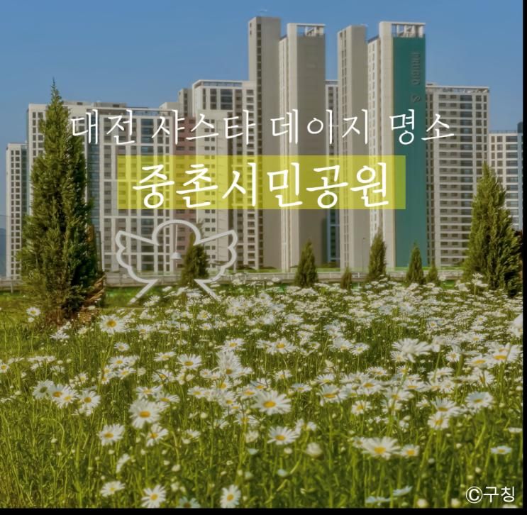 대전 샤스타데이지 명소 중촌시민공원