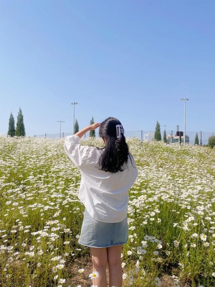 대전 샤스타데이지 명소, 중촌시민공원(5.19기준 개화수준, 주차)