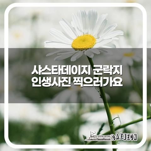 대전 명소 중촌시민공원 샤스타데이지