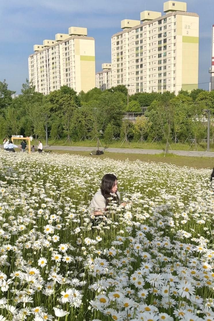 대전 핫플 샤스타데이지를 볼 수 있는 유일한 곳, 중촌시민공원