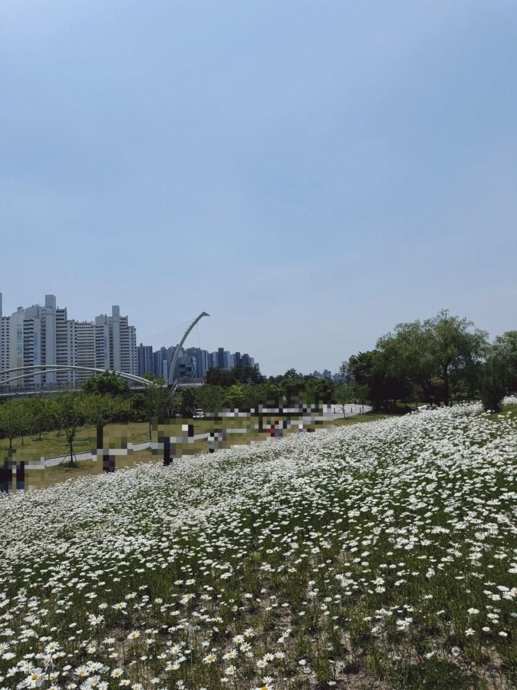 대전 중촌시민공원 / 데이지 만개 / 몽실이랑 산책