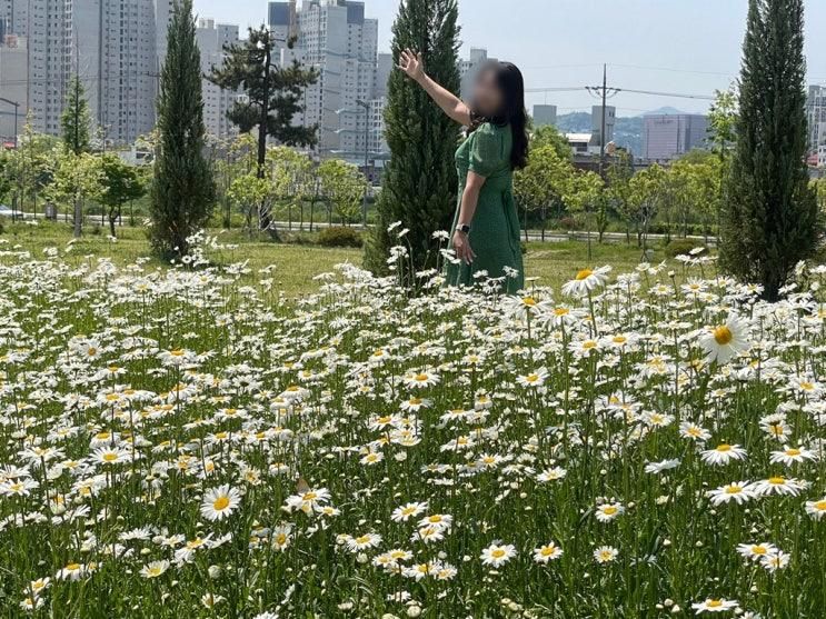 [대전 중구] 중촌시민공원... 구경 중구 공원 피크닉장소 추천