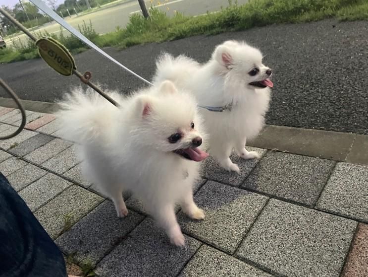 [대전 중촌동 공원] 중촌시민공원/대전 강아지 산책하기 좋은 곳