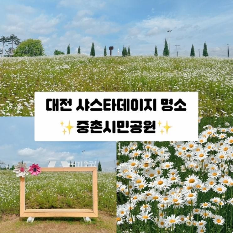 5월 꽃구경 가볼만한곳 중촌동 샤스타데이지 명소 중촌시민공원