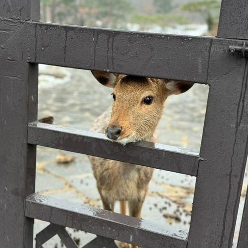 스위스 마을같은 고성 켄싱턴리조트 설악밸리 로잔 객실 후기