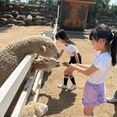 켄싱턴리조트 설악밸리 산책로 사슴농장 양목장 먹이주기체험...